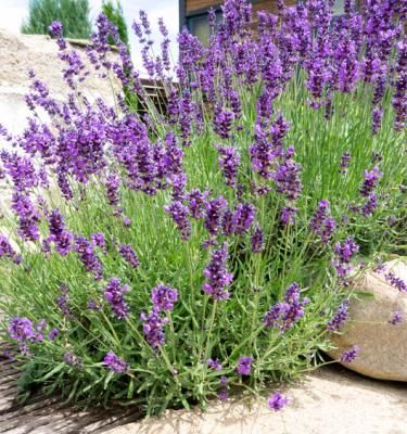 Planter De La Lavande Dans Le Jardin | La Pause Jardin